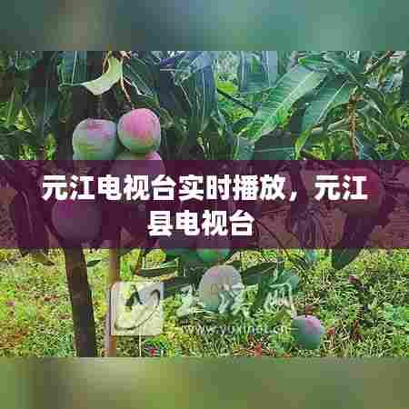 元江电视台实时播放,元江县电视台