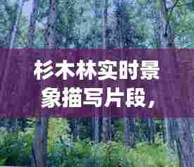杉木林实时景象描写片段,描写杉木林的句子