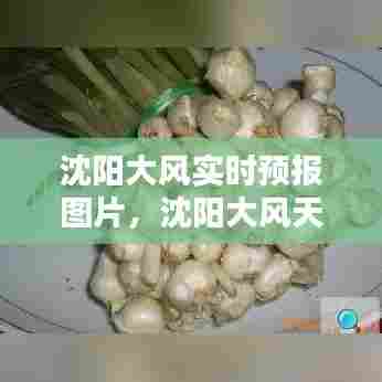 沈阳大风实时预报图片，沈阳大风天 