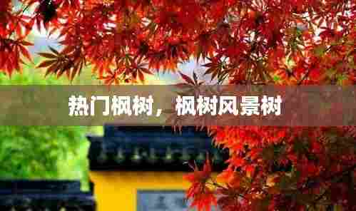 热门枫树,枫树风景树