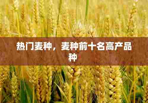 热门麦种，麦种前十名高产品种 