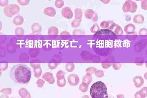 干细胞不断死亡，干细胞救命 