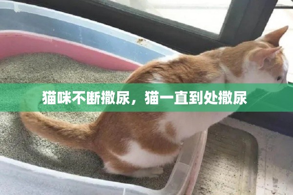 猫咪不断撒尿,猫一直到处撒尿