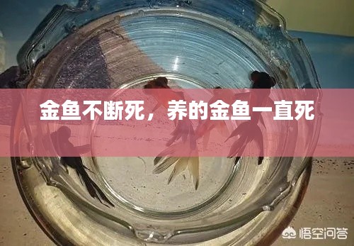 金鱼不断死，养的金鱼一直死 