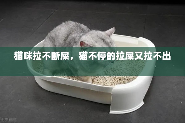 猫咪拉不断屎,猫不停的拉屎又拉不出