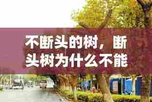 不断头的树，断头树为什么不能种 