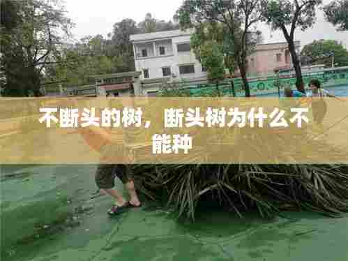 不断头的树,断头树为什么不能种