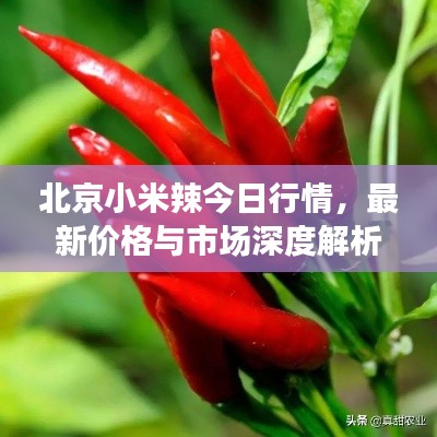 北京小米辣今日行情,最新价格与市场深度解析
