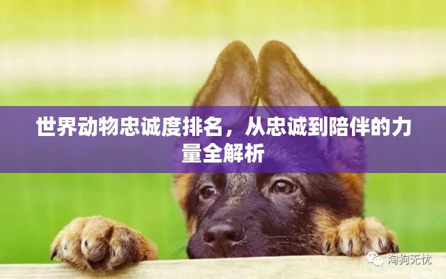 世界动物忠诚度排名,从忠诚到陪伴的力量全解析