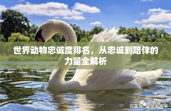 世界动物忠诚度排名,从忠诚到陪伴的力量全解析