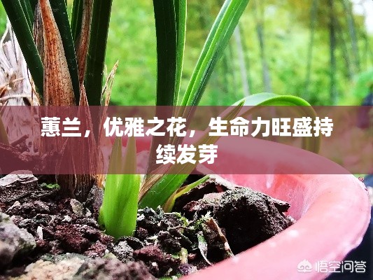 蕙兰,优雅之花,生命力旺盛持续发芽