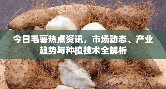 今日毛薯热点资讯,市场动态、产业趋势与种植技术全解析