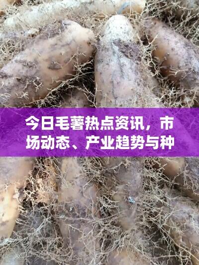 今日毛薯热点资讯,市场动态、产业趋势与种植技术全解析