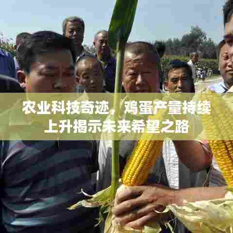 农业科技奇迹,鸡蛋产量持续上升揭示未来希望之路