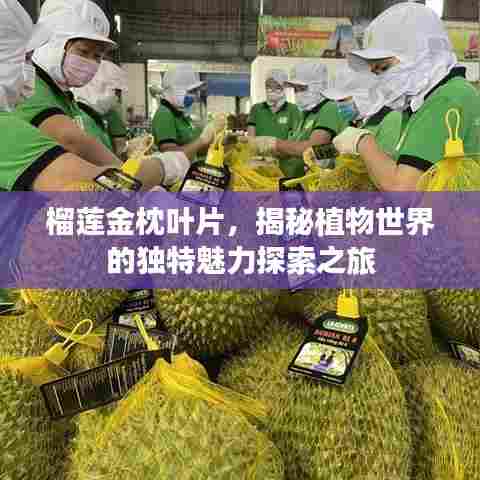 榴莲金枕叶片,揭秘植物世界的独特魅力探索之旅