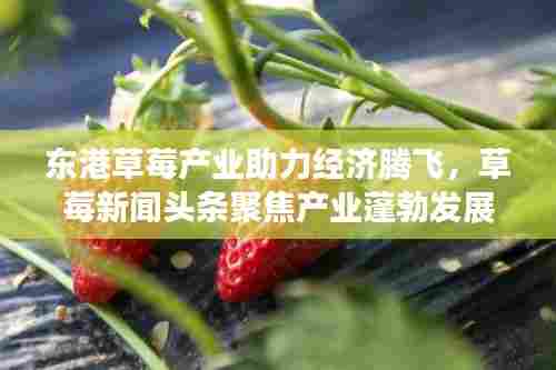 东港草莓产业助力经济腾飞,草莓新闻头条聚焦产业蓬勃发展