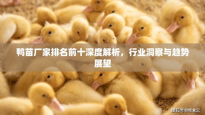 鸭苗厂家排名前十深度解析,行业洞察与趋势展望