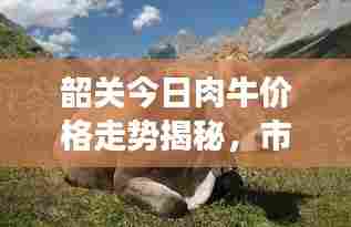 韶关今日肉牛价格走势揭秘,市场分析及影响因素探讨