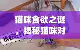 猫咪食欲之谜,揭秘猫咪对食物的无尽渴求与需求理解