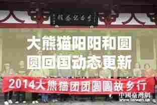 大熊猫阳阳和圆圆回国动态更新,最新消息揭秘!