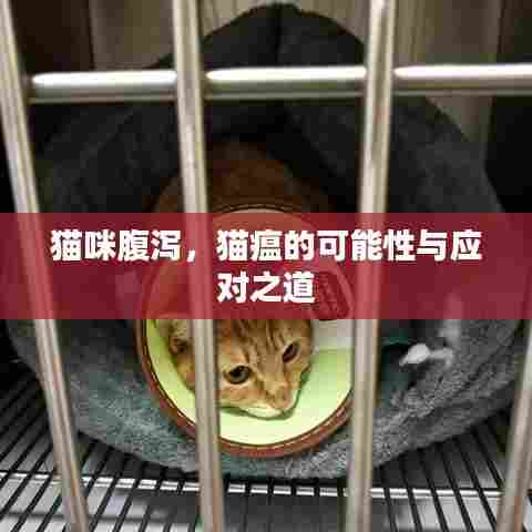 猫咪腹泻，猫瘟的可能性与应对之道