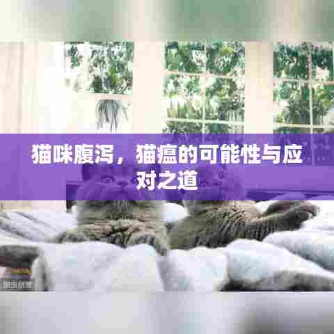 猫咪腹泻,猫瘟的可能性与应对之道