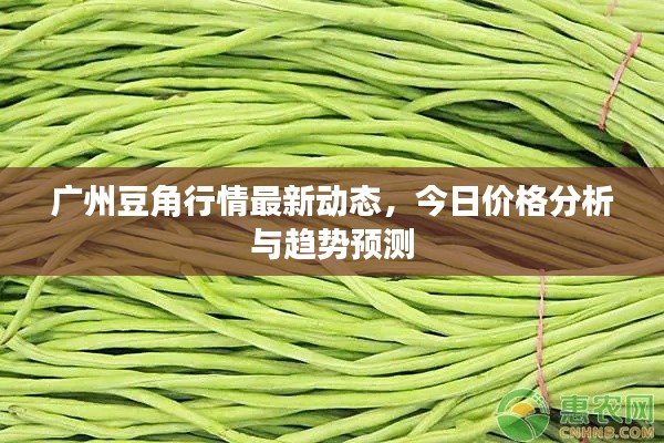 广州豆角行情最新动态,今日价格分析与趋势预测
