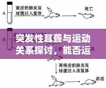 突发性耳聋与运动关系探讨,能否运动?理解与解答!