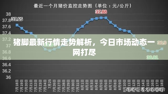 猪脚最新行情走势解析，今日市场动态一网打尽