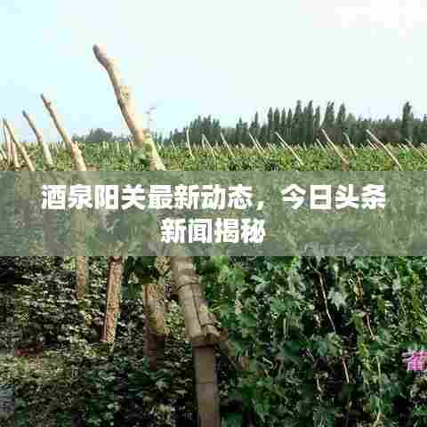 酒泉阳关最新动态,今日头条新闻揭秘