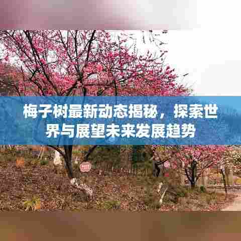 梅子树最新动态揭秘,探索世界与展望未来发展趋势
