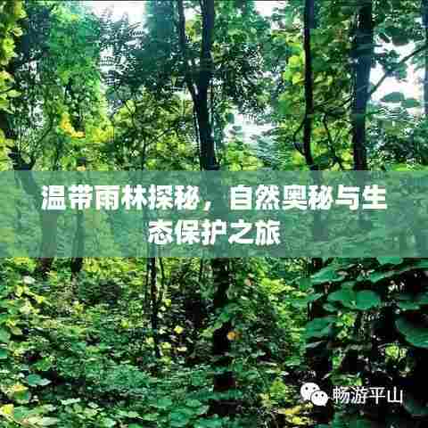 温带雨林探秘,自然奥秘与生态保护之旅
