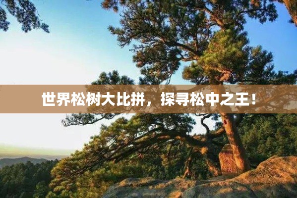 世界松树大比拼，探寻松中之王！