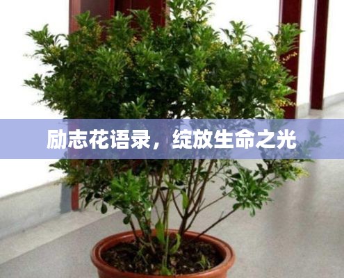 励志花语录,绽放生命之光