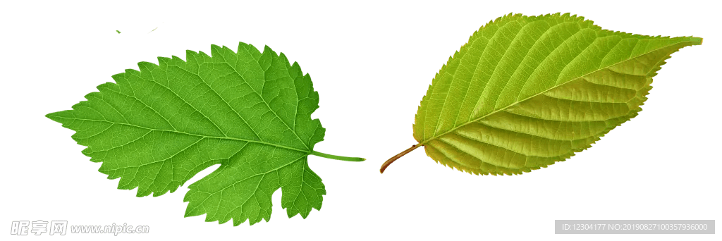 树叶快照官方下载,统计分析解释定义|黄金版_v2.220